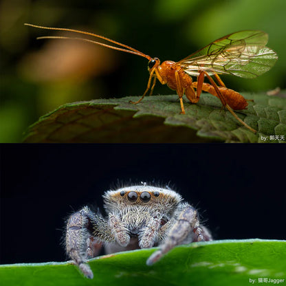 7Artisans 60mm F2.8 Ultra-Macro 2X Full Frame Lens